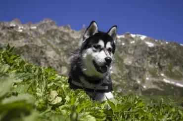 Wczasy, wakacje z psem w górach Pieninach